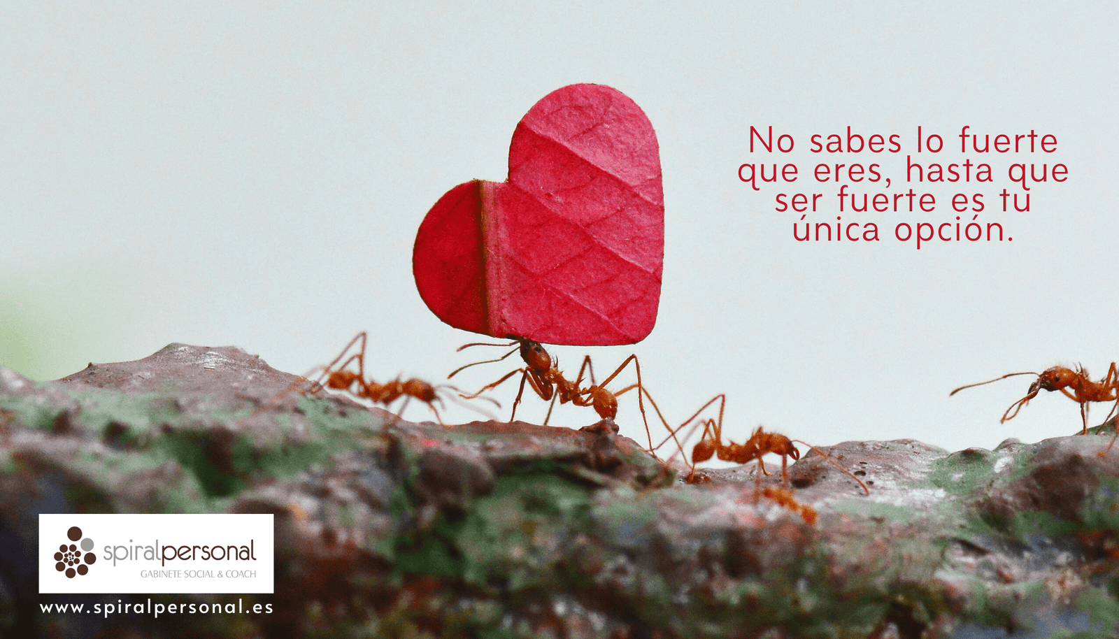 Imagen de No sabes lo fuerte que eres, hasta que ser fuerte es tu única opción (spiral)